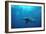 Great Hammerhead Shark-null-Framed Photographic Print