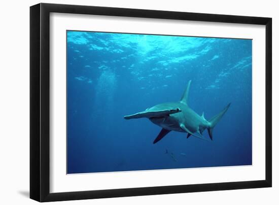 Great Hammerhead Shark-null-Framed Photographic Print