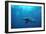 Great Hammerhead Shark-null-Framed Photographic Print