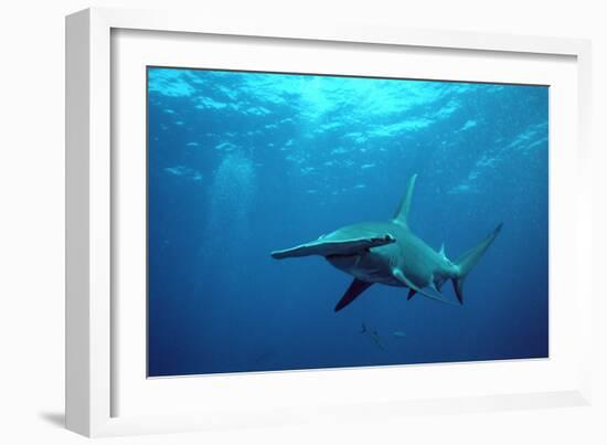 Great Hammerhead Shark-null-Framed Photographic Print