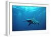 Great Hammerhead Shark-null-Framed Photographic Print