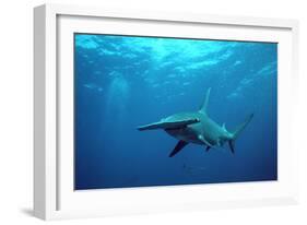 Great Hammerhead Shark-null-Framed Photographic Print