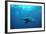 Great Hammerhead Shark-null-Framed Photographic Print