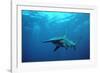 Great Hammerhead Shark-null-Framed Photographic Print