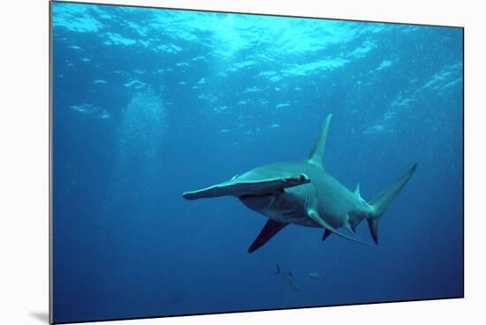 Great Hammerhead Shark-null-Mounted Photographic Print