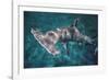 Great Hammerhead Shark-null-Framed Photographic Print