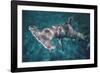 Great Hammerhead Shark-null-Framed Photographic Print