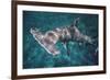 Great Hammerhead Shark-null-Framed Photographic Print