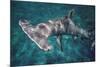 Great Hammerhead Shark-null-Mounted Photographic Print
