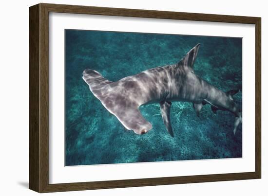 Great Hammerhead Shark-null-Framed Photographic Print