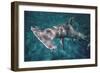 Great Hammerhead Shark-null-Framed Photographic Print