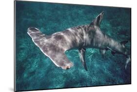 Great Hammerhead Shark-null-Mounted Photographic Print