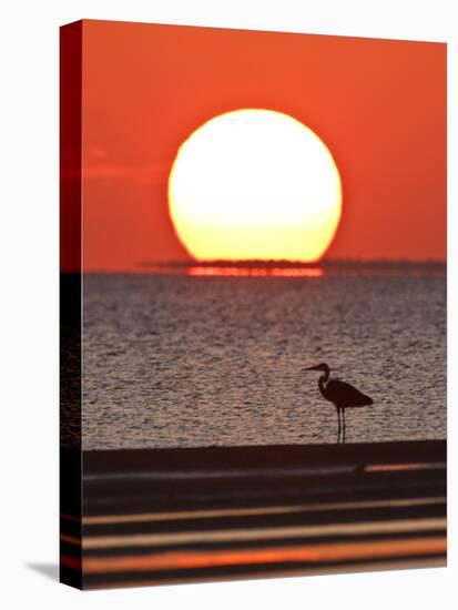 Great Heron, Laguna Madre, Texas, USA-Larry Ditto-Stretched Canvas