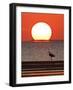 Great Heron, Laguna Madre, Texas, USA-Larry Ditto-Framed Photographic Print