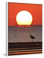 Great Heron, Laguna Madre, Texas, USA-Larry Ditto-Framed Photographic Print