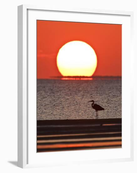 Great Heron, Laguna Madre, Texas, USA-Larry Ditto-Framed Photographic Print