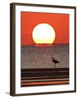 Great Heron, Laguna Madre, Texas, USA-Larry Ditto-Framed Photographic Print