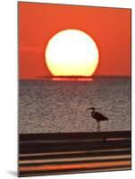 Great Heron, Laguna Madre, Texas, USA-Larry Ditto-Mounted Photographic Print