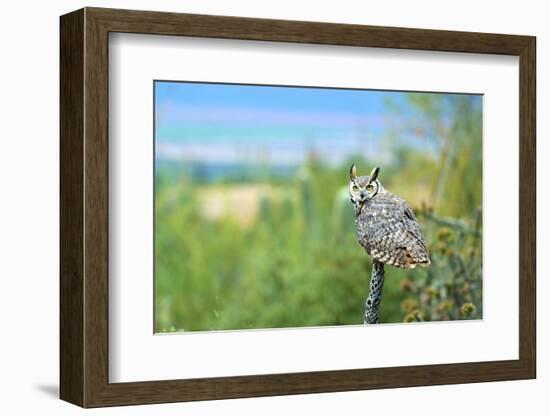 Great Horned Owl, also known as the Tiger Owl-Richard Wright-Framed Photographic Print