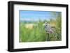 Great Horned Owl, also known as the Tiger Owl-Richard Wright-Framed Photographic Print