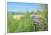 Great Horned Owl, also known as the Tiger Owl-Richard Wright-Framed Photographic Print