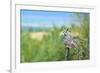 Great Horned Owl, also known as the Tiger Owl-Richard Wright-Framed Photographic Print