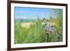 Great Horned Owl, also known as the Tiger Owl-Richard Wright-Framed Photographic Print