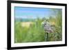 Great Horned Owl, also known as the Tiger Owl-Richard Wright-Framed Photographic Print