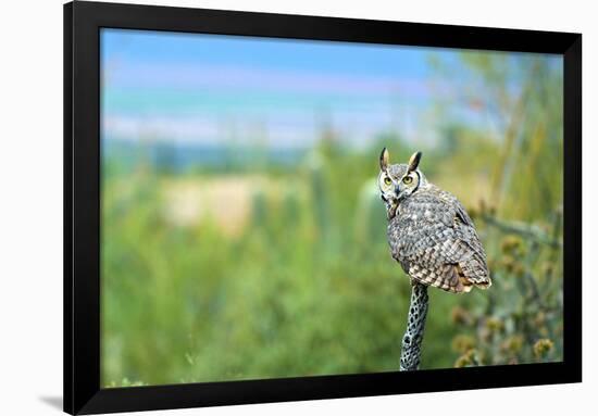 Great Horned Owl, also known as the Tiger Owl-Richard Wright-Framed Photographic Print