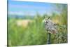 Great Horned Owl, also known as the Tiger Owl-Richard Wright-Stretched Canvas