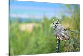 Great Horned Owl, also known as the Tiger Owl-Richard Wright-Stretched Canvas