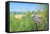 Great Horned Owl, also known as the Tiger Owl-Richard Wright-Framed Stretched Canvas