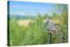 Great Horned Owl, also known as the Tiger Owl-Richard Wright-Stretched Canvas