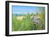 Great Horned Owl, also known as the Tiger Owl-Richard Wright-Framed Photographic Print