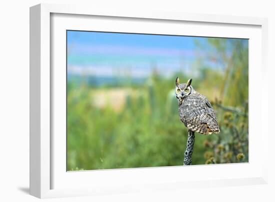 Great Horned Owl, also known as the Tiger Owl-Richard Wright-Framed Photographic Print