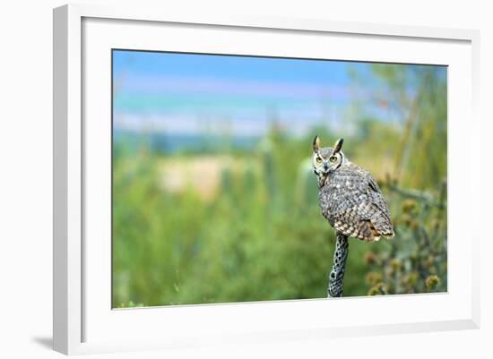 Great Horned Owl, also known as the Tiger Owl-Richard Wright-Framed Photographic Print