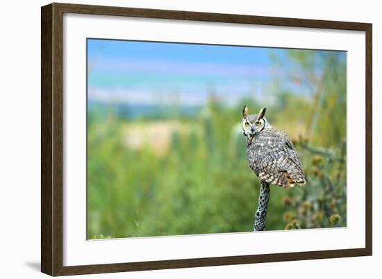 Great Horned Owl, also known as the Tiger Owl-Richard Wright-Framed Photographic Print