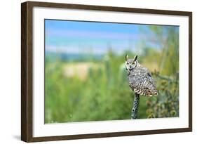 Great Horned Owl, also known as the Tiger Owl-Richard Wright-Framed Photographic Print