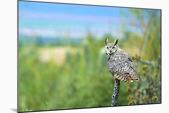 Great Horned Owl, also known as the Tiger Owl-Richard Wright-Mounted Photographic Print