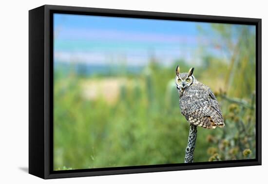 Great Horned Owl, also known as the Tiger Owl-Richard Wright-Framed Stretched Canvas