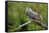 Great Horned Owl, also known as the Tiger Owl-Richard Wright-Framed Stretched Canvas