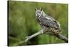 Great Horned Owl, also known as the Tiger Owl-Richard Wright-Stretched Canvas