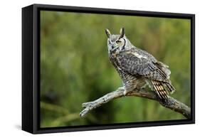 Great Horned Owl, also known as the Tiger Owl-Richard Wright-Framed Stretched Canvas