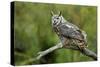 Great Horned Owl, also known as the Tiger Owl-Richard Wright-Stretched Canvas