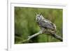 Great Horned Owl, also known as the Tiger Owl-Richard Wright-Framed Photographic Print