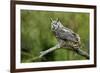 Great Horned Owl, also known as the Tiger Owl-Richard Wright-Framed Photographic Print