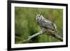 Great Horned Owl, also known as the Tiger Owl-Richard Wright-Framed Photographic Print