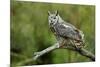 Great Horned Owl, also known as the Tiger Owl-Richard Wright-Mounted Photographic Print