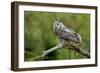 Great Horned Owl, also known as the Tiger Owl-Richard Wright-Framed Photographic Print