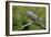 Great Horned Owl, also known as the Tiger Owl-Richard Wright-Framed Photographic Print